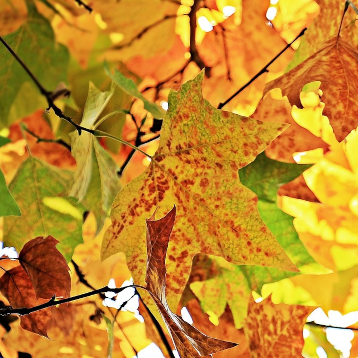 Chile se prepara para un otoño seco y cálido por calentamiento del Pacífico Chile se prepara para un otoño seco y cálido por calentamiento del Pacífico