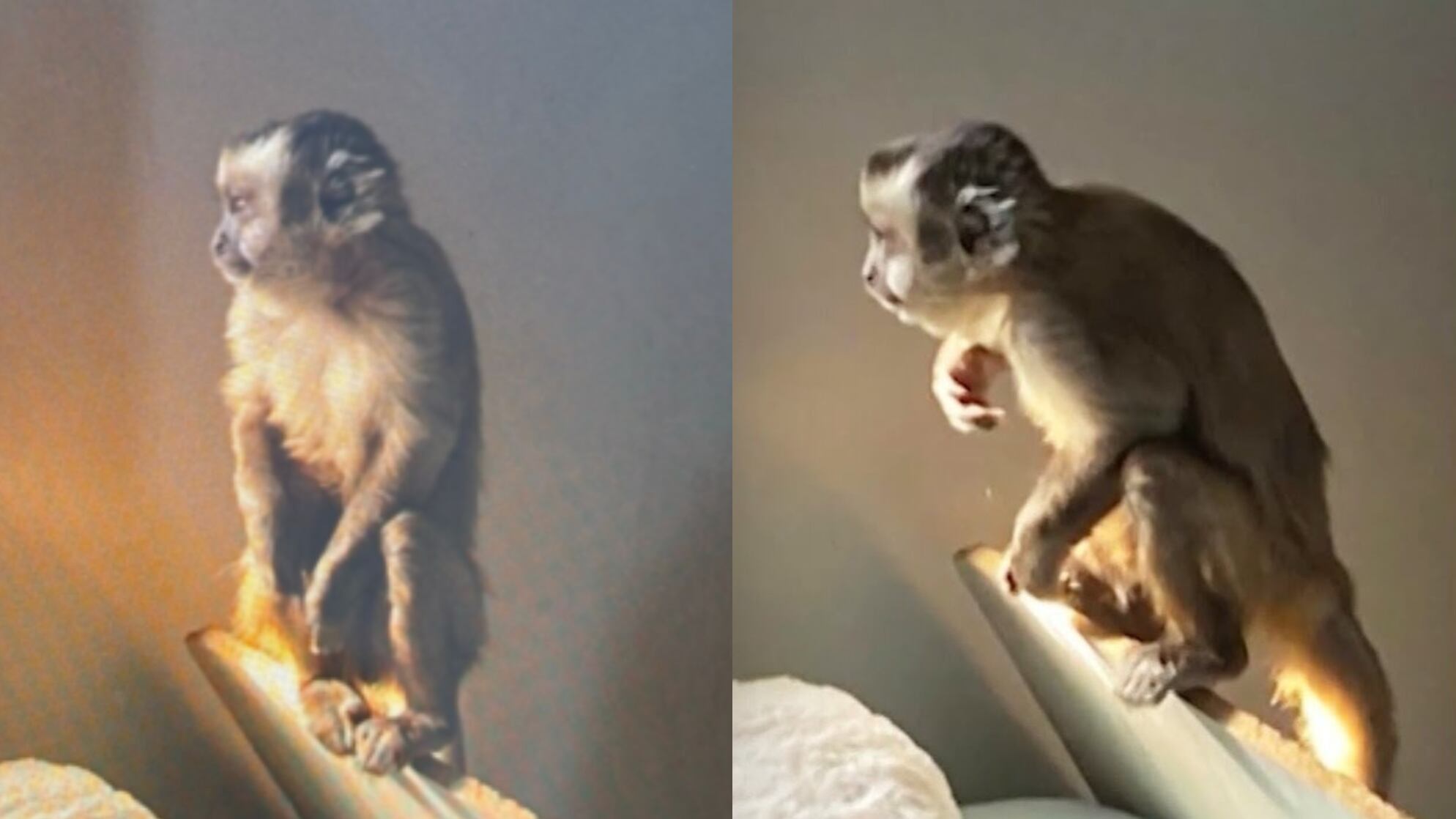 Denuncian extravío de mono tras operativo narco en Melipilla: “Se cometió un error grave de procedimiento”