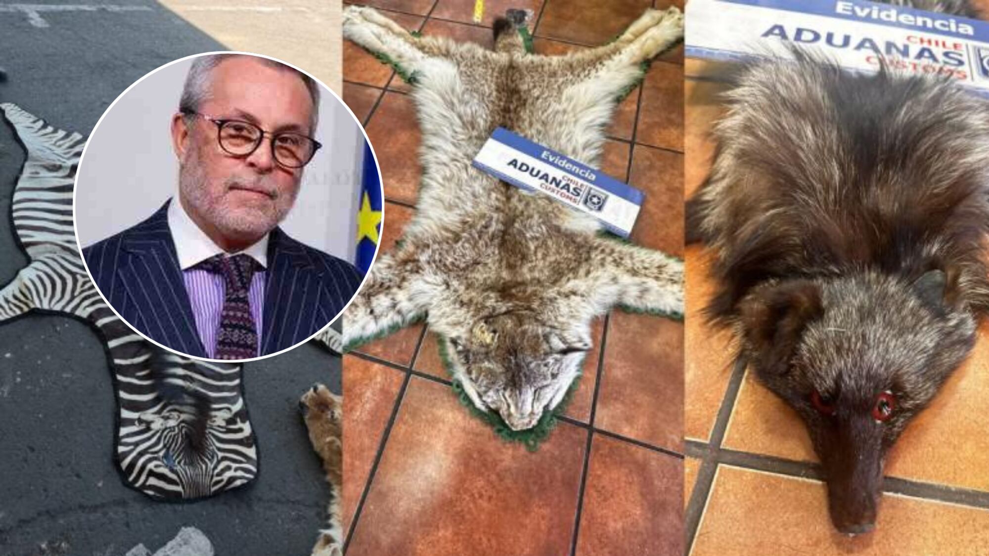 Exembajador chileno es investigado por contrabando de pieles de fauna protegida