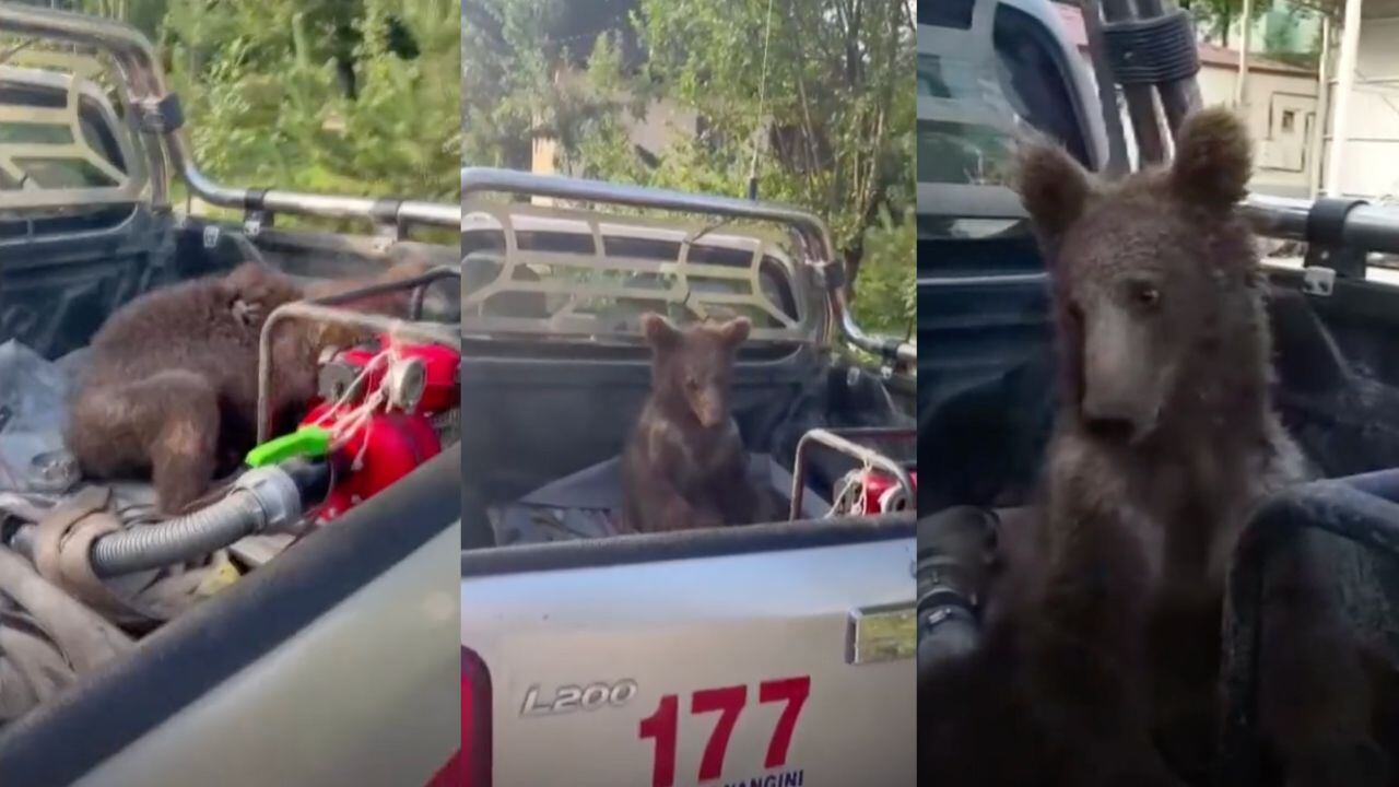 El animal tuvo que ser llevado con un veterinario.