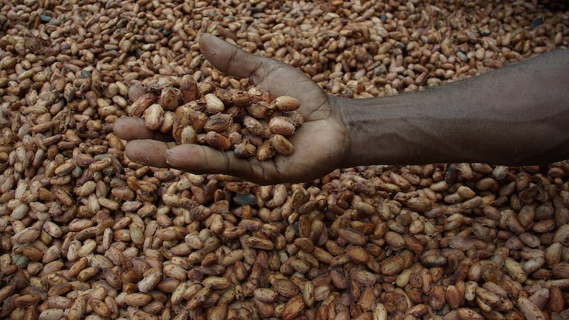 Exceso de lluvia amenaza el futuro del chocolate