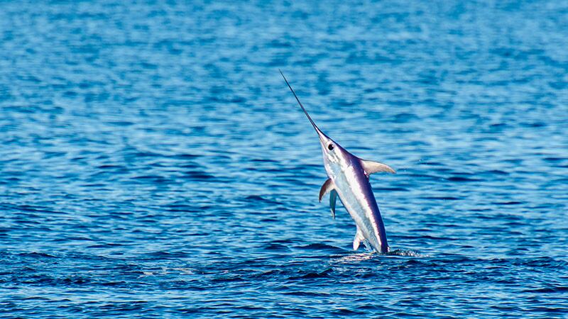 Atacó a una mujer en la ingle