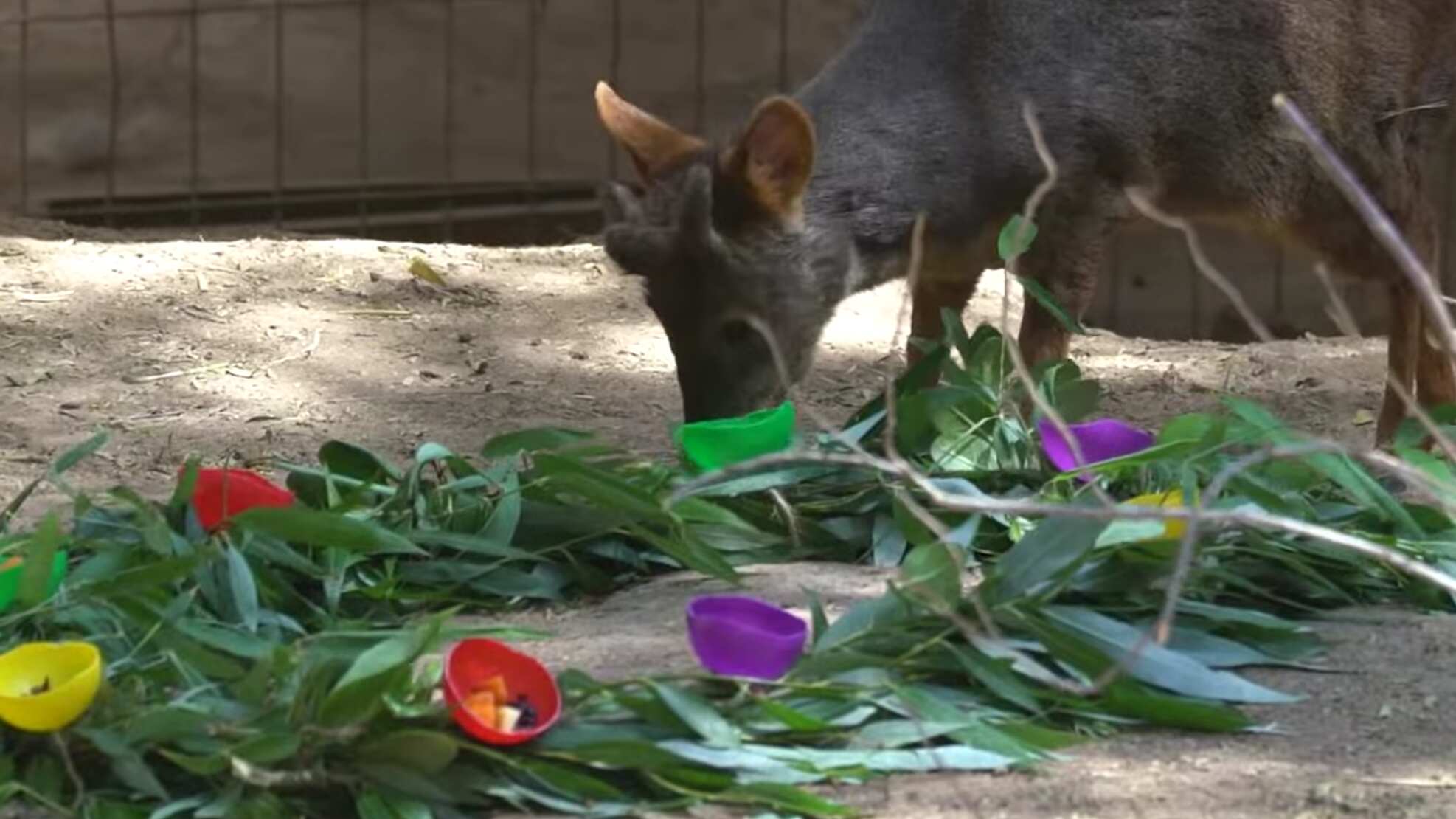 Zoológico Metropolitano