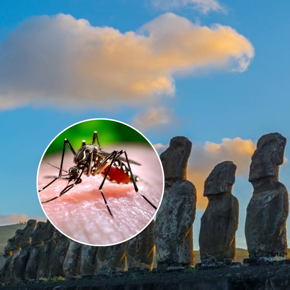 Alerta Amarilla en Rapa Nui por brote de dengue Alerta Amarilla en Rapa Nui por brote de dengue