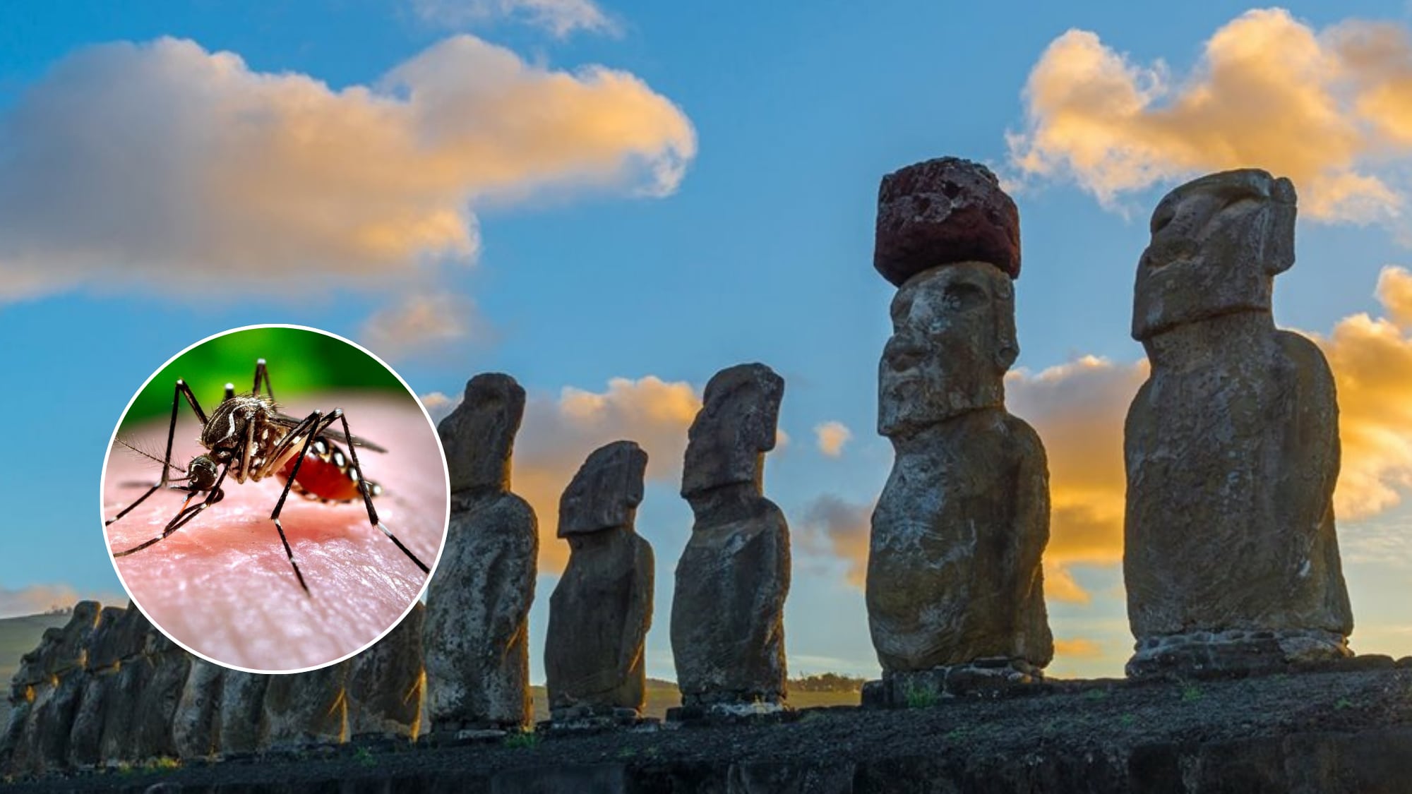 Mantienen Alerta Amarilla en Rapa Nui por brote de dengue que ya alcanza 24 casos