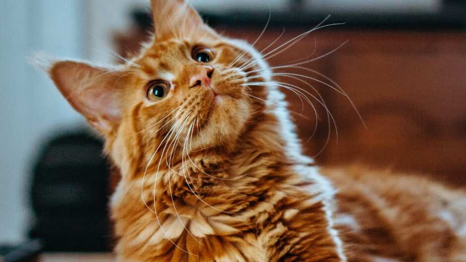 El que no sean cariñosos no quiere decir que no nos quieran