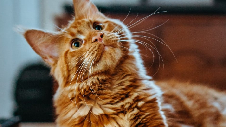 El que no sean cariñosos no quiere decir que no nos quieran