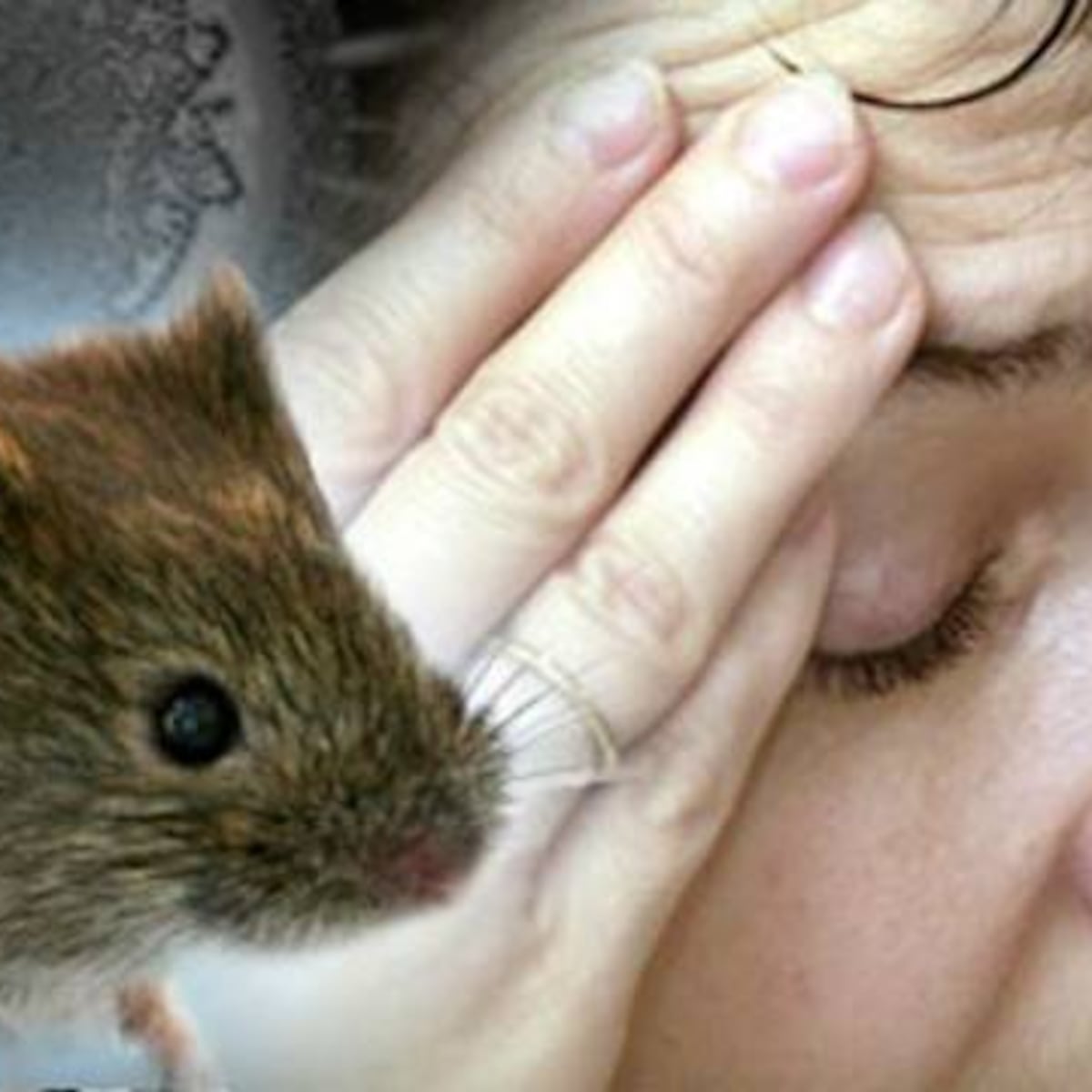 Minsal aclara origen de brote de hantavirus en crucero Minsal aclara origen de brote de hantavirus en crucero