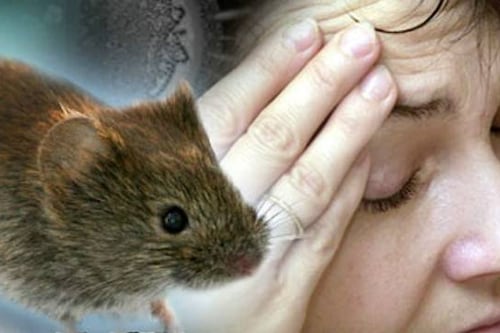 Minsal por brote de hantavirus en crucero: “La exposición no habría ocurrido en nuestro país”