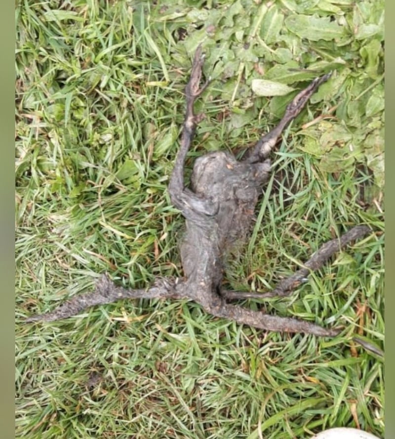 Una vecina encontró este misterioso cadáver en su patio