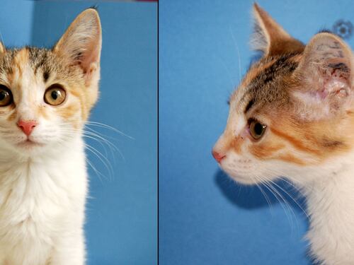 Se viene la era de las mascotas “personalizadas”: pronto nacerán los primeros gatitos completamente clonados