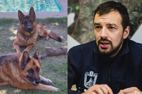 Envenenan a perros del alcalde Tomás Vodanovic causándoles la muerte: “Me cuesta entender la maldad”