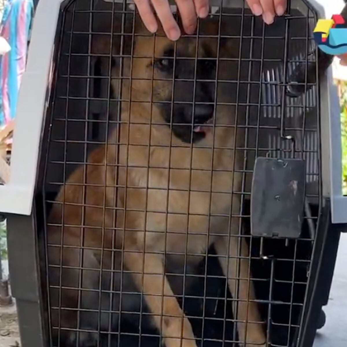 Mujeres apuñalan a hombre acusado de abuso animal en Valparaíso Mujeres apuñalan a hombre acusado de abuso animal en Valparaíso