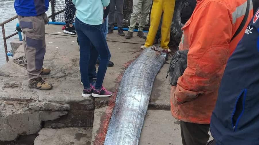 Este pez está asociado a catástrofes, de acuerdo a la cultura japonesa.