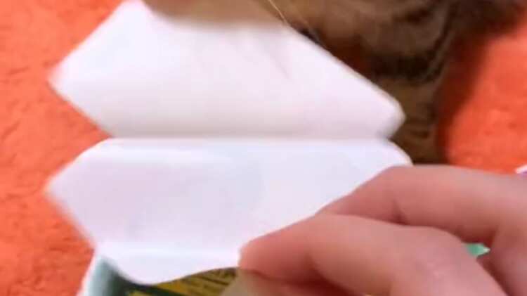 Gato ayudó a su dueña a pegar láminas en el álbum del Mundial de Catar 2022.