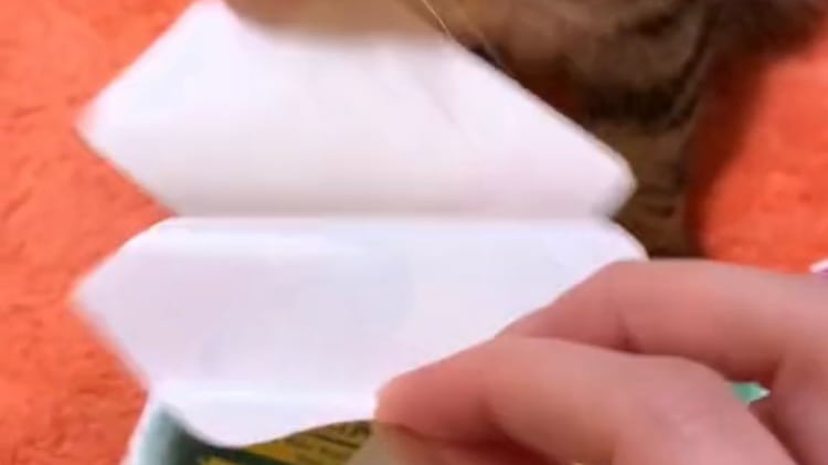 Gato ayudó a su dueña a pegar láminas en el álbum del Mundial de Catar 2022.