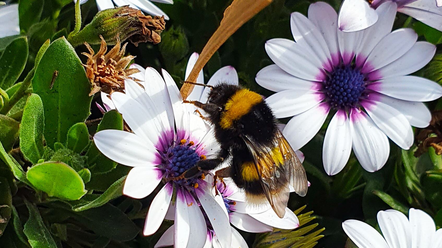 Comienzo de la Primavera en Chile