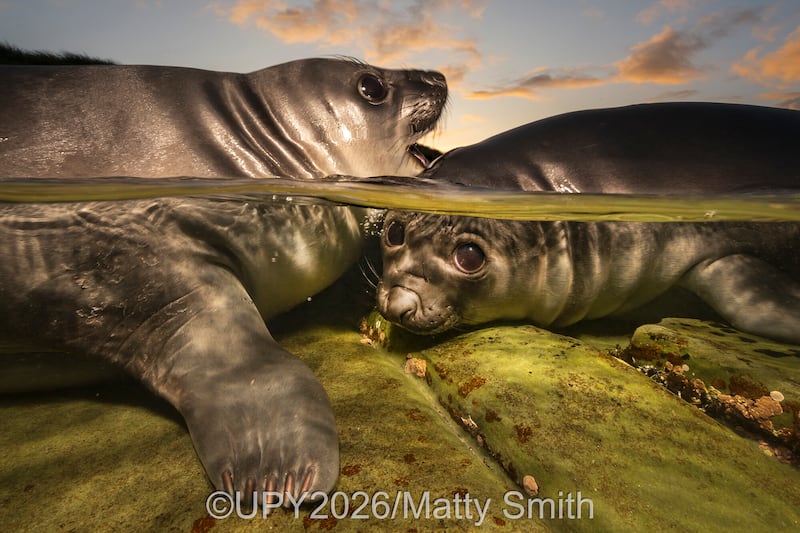 Las fotografías ganadoras del concurso “Fotógrafo submarino del año” nos muestran la belleza y lo impresionante de la vida submarina. Foto: UPY2026.