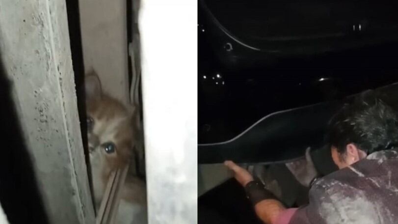 Gatito polizonte de TikTok