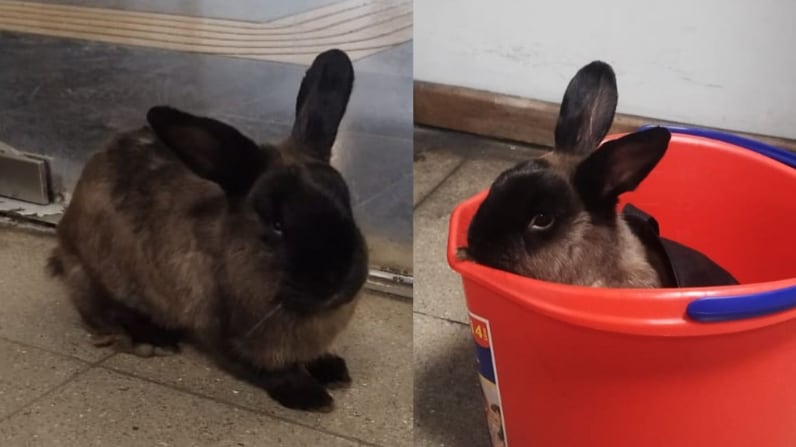 Conejo encontrado | Fuente: Metro de Santiago