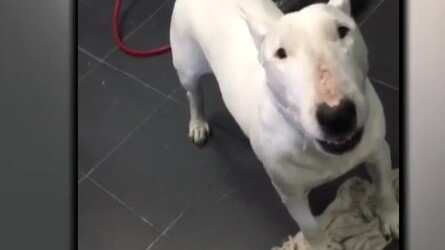 Perro de Puente Alto