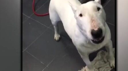 Perro de Puente Alto