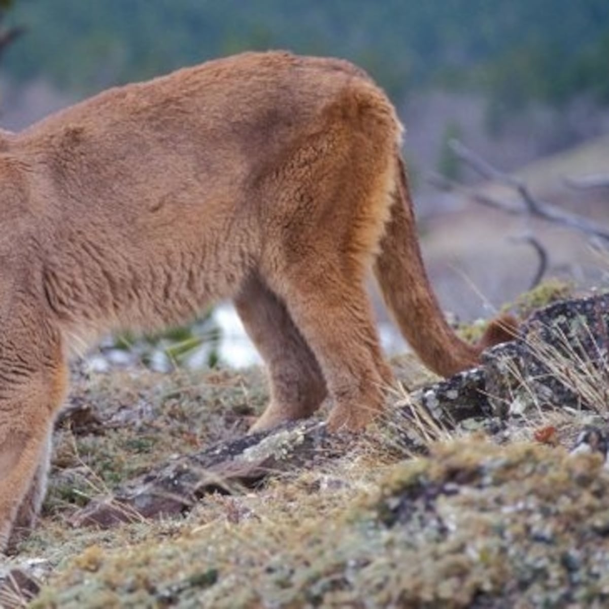 Maltrato animal en Cochamó: pumas encadenados y arrojados al río Puelo Maltrato animal en Cochamó: pumas encadenados y arrojados al río Puelo