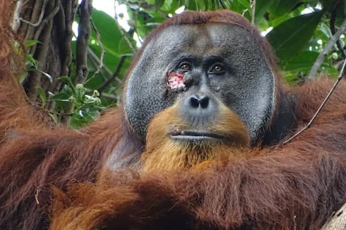 Orangután es visto curando sus heridas con una planta medicinal