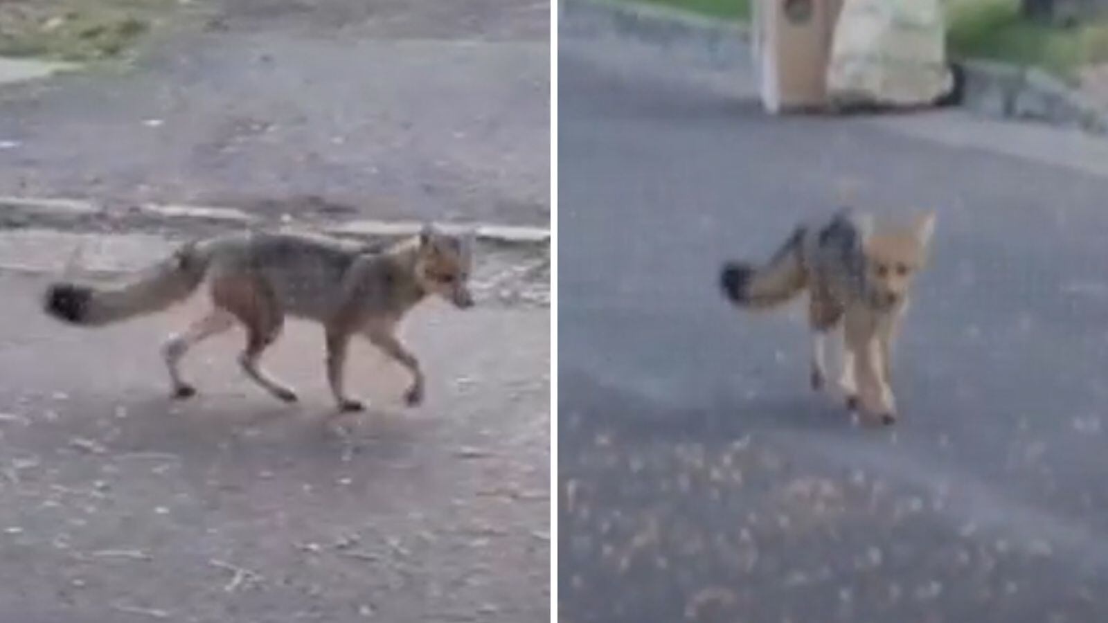 Vecinos captan a zorro caminando por las calles de La Reina