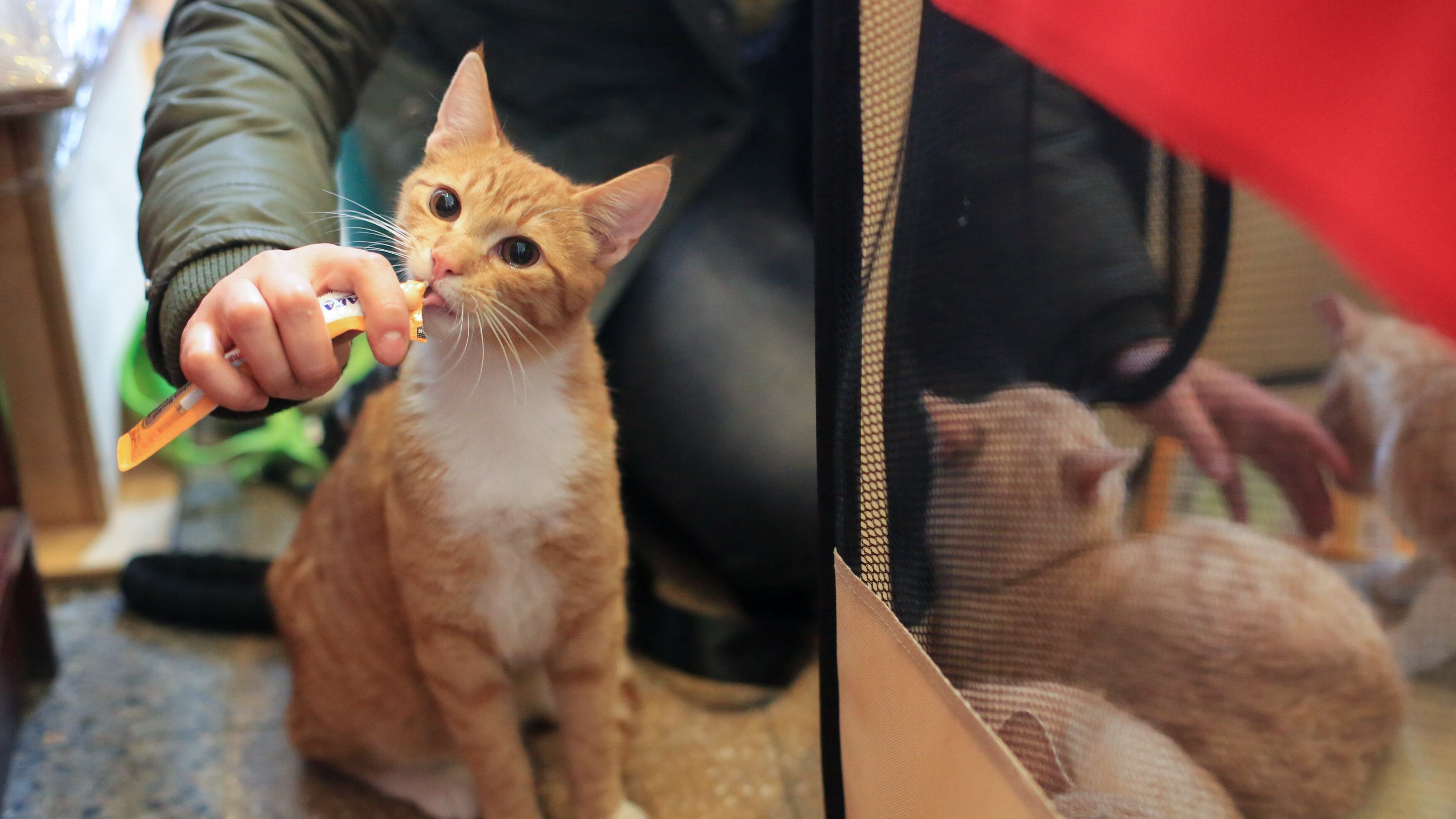 GatoFest 2022 en la Estacion mapocho | 07 de Agosto 2022/SANTIAGO
En la estacion mapocho se lleva a cabo la GatoFest 2022, exposicion en la que se da espacio a campañas de adopcion de felinos, conversatorios sobre cuidado y venta de productos.
FOTO: LUKAS SOLIS/AGENCIAUNO