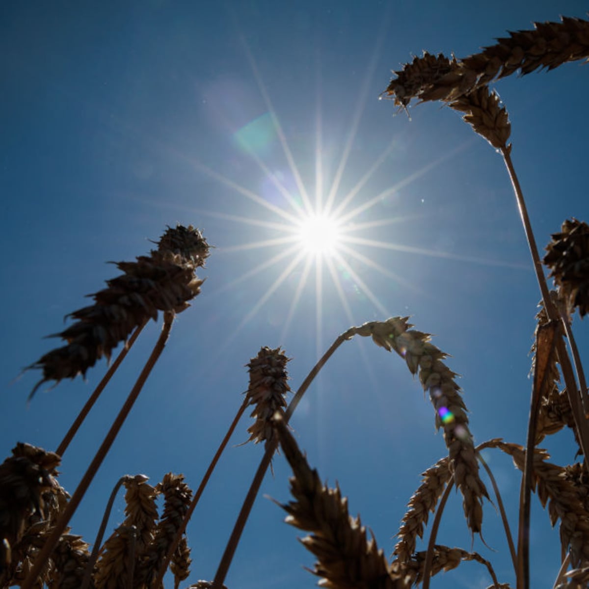 Chile enfrenta ola de calor: localidad registra récord de temperatura Chile enfrenta ola de calor: localidad registra récord de temperatura