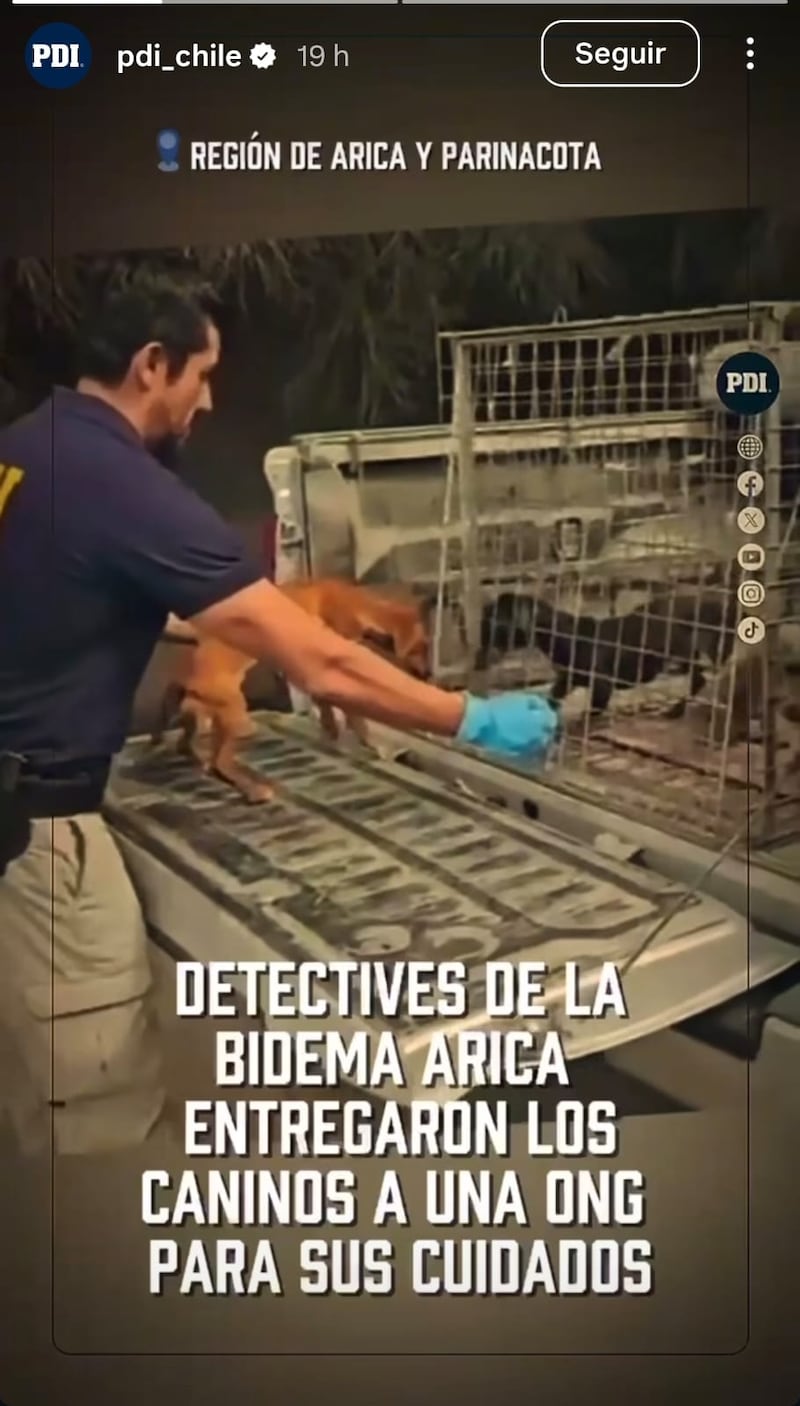 ONG asume la rehabilitación de los animales rescatados y realiza exámenes médicos para evaluar su estado general de salud.