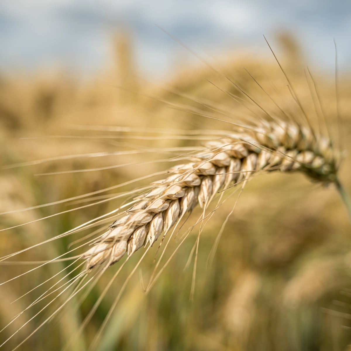 Agricultura regenerativa: caso de éxito en el norte de México Agricultura regenerativa: caso de éxito en el norte de México