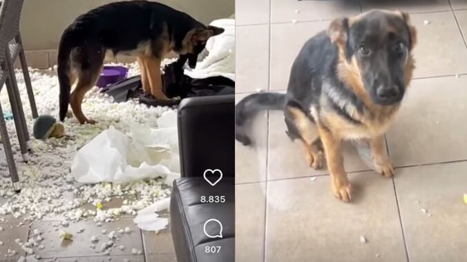 Lorenza, perrita de Gino Costa