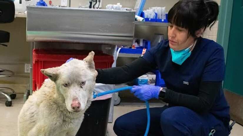 Deshidratados y con quemaduras: Más de 300 animales son rescatados durante voraces incendio en California