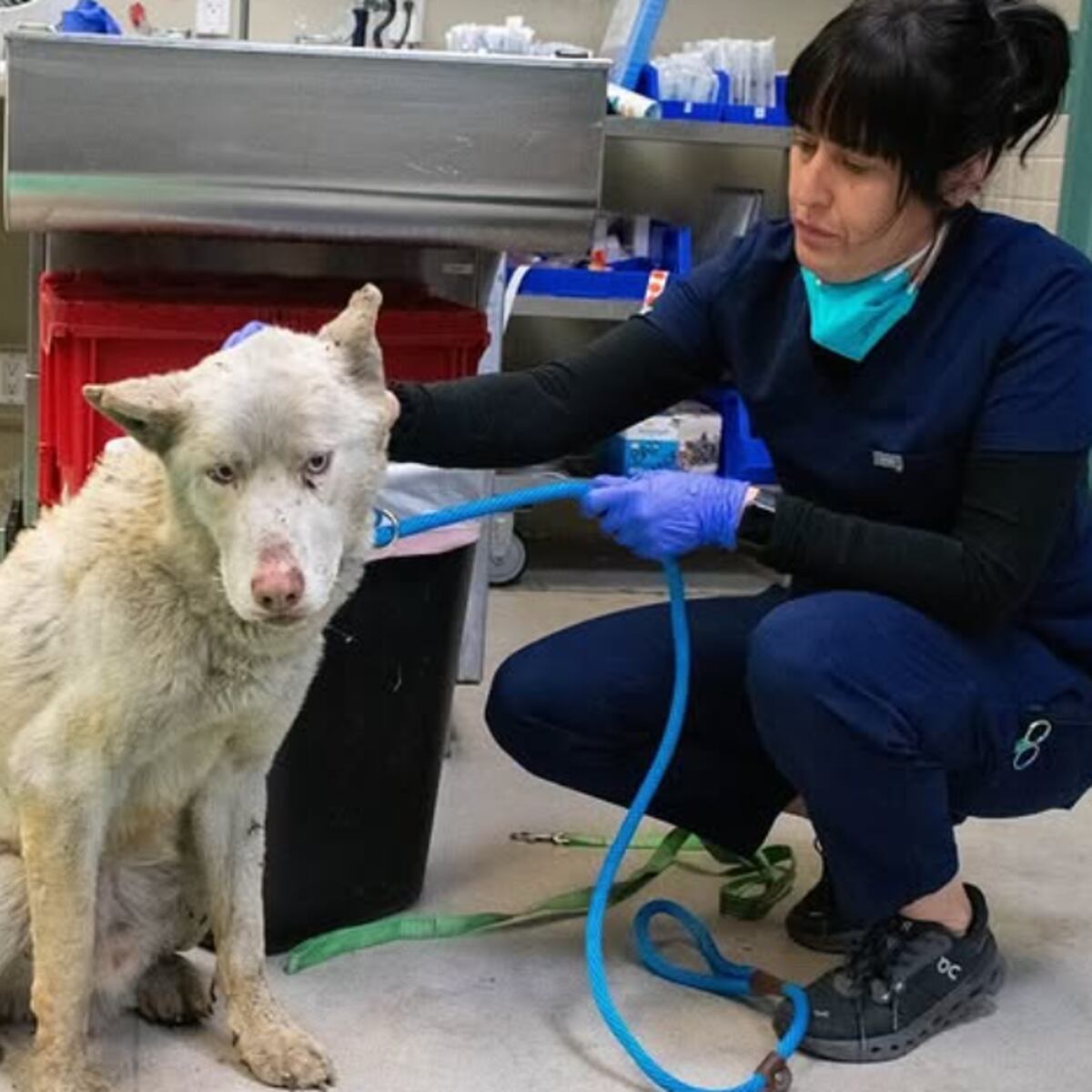 Rescatan a 300 animales en incendios de California Rescatan a 300 animales en incendios de California