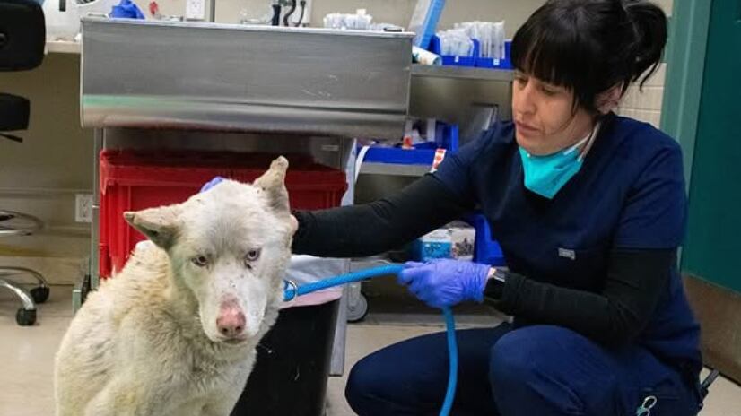 Deshidratados y con quemaduras: Más de 300 animales son rescatados durante voraces incendio en California