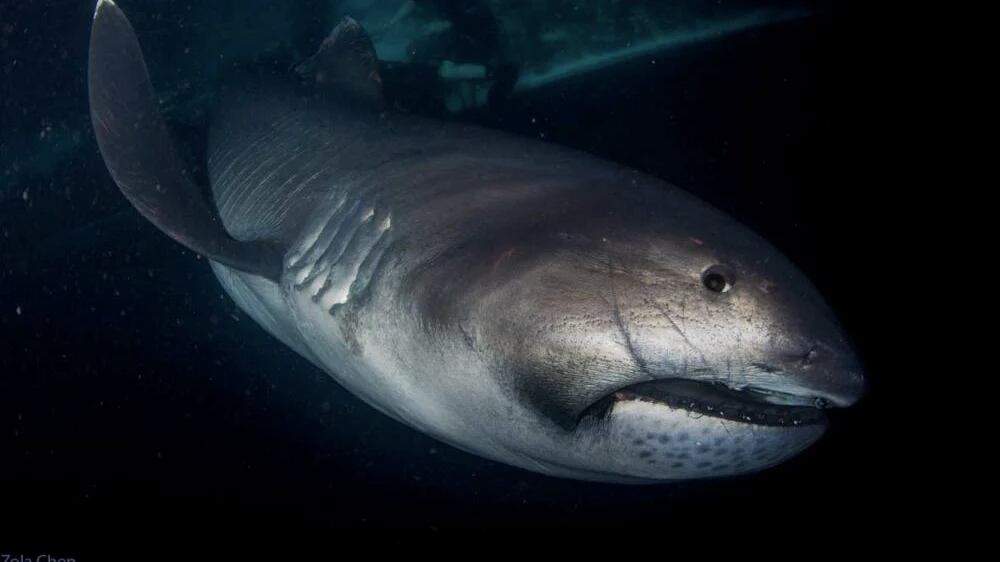 Una de las especies más raras del mar