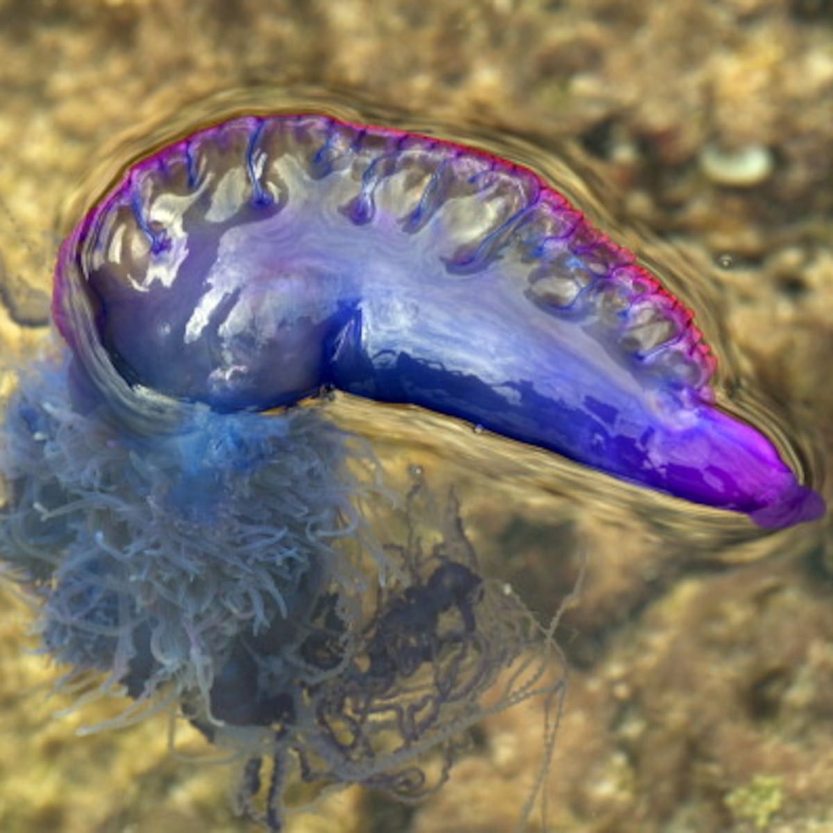 Prohibición de baño en playas por fragata portuguesa Prohibición de baño en playas por fragata portuguesa
