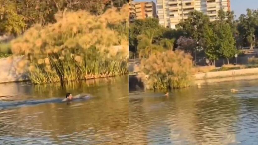 VIDEO Captan a hombre que se lanzó a la laguna del Parque Bicentenario para sacar a su perro que perseguía cisnes