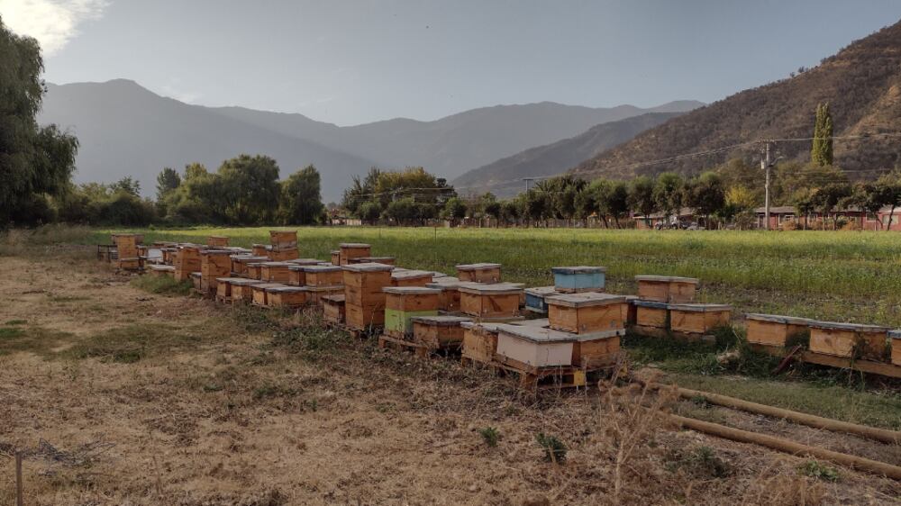 Alforfón | Gentileza: Universidad Mayor