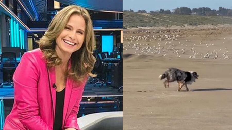 Critican a Soledad Onetto por dejar sueltos a sus perros en la playa