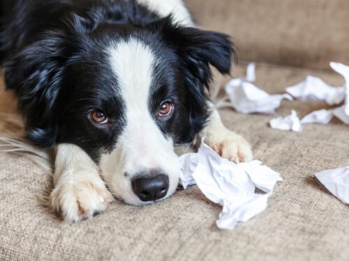 Mascotas y ansiedad por separación: así puedes ayudarlos en el regreso a la presencialidad