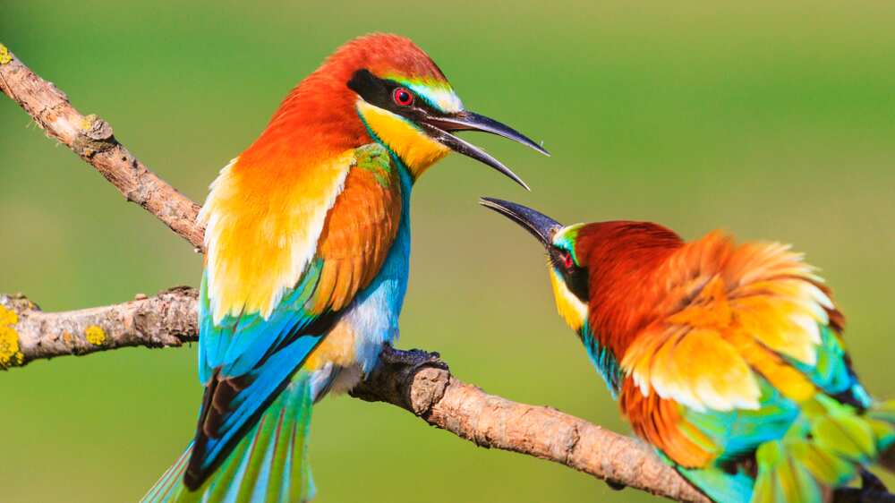 Animales cambio climático