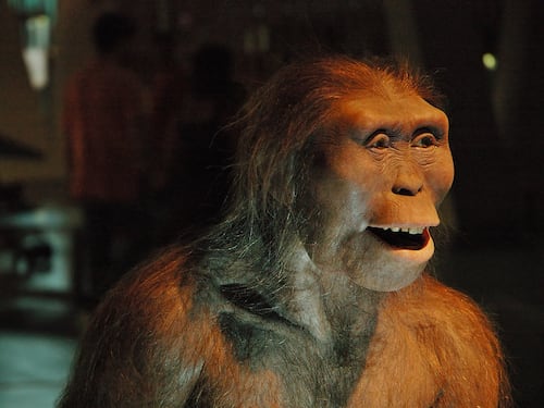 Descubren que nuestros ancestros eran vegetarianos hace 3,5 millones de años