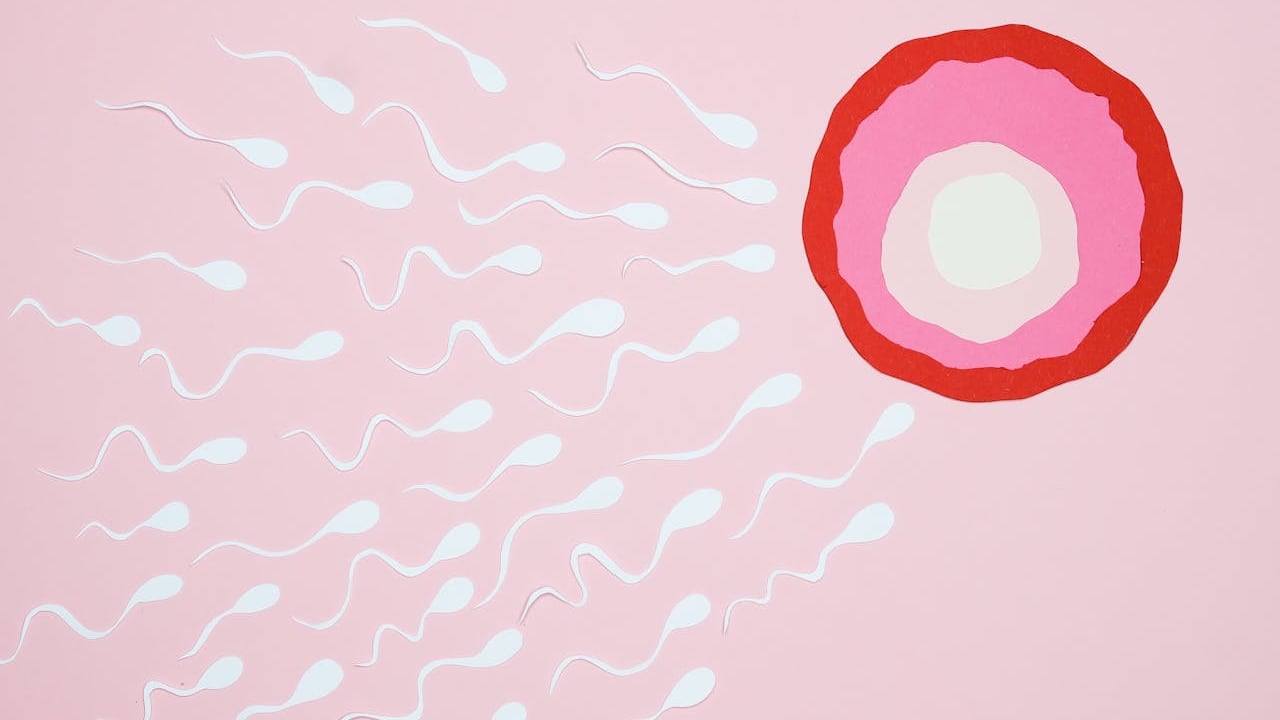 Descubren un interruptor metabólico que podría desactivar temporalmente la función de los espermatozoides sin afectar a los niveles hormonales. Foto: cortesía.