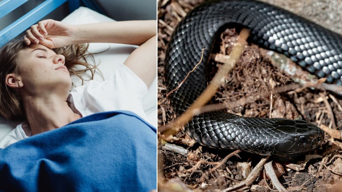 Qué significa soñar con serpientes negras