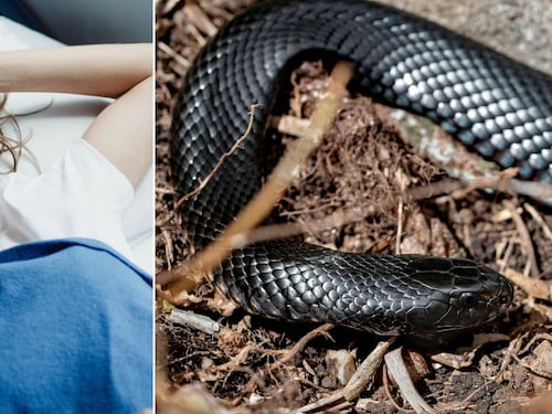 ¿Qué significa soñar con serpientes negras? Tu mente te está mandando un mensaje importante