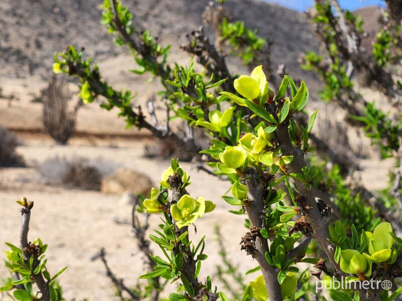 Primeros brotes comienzan a dar la bienvenida al Desierto Florido 2022