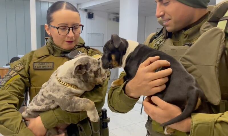 Perros rescatados por Carabineros